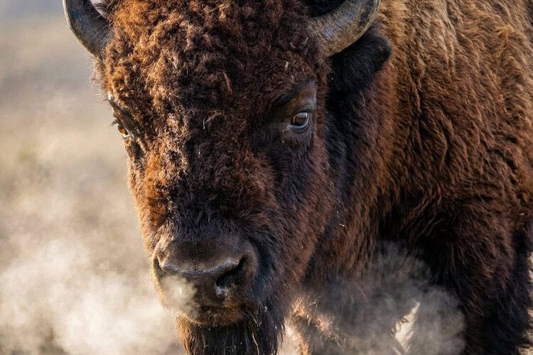 Бізониха-втікачка влаштувала переполох у селі на Волині