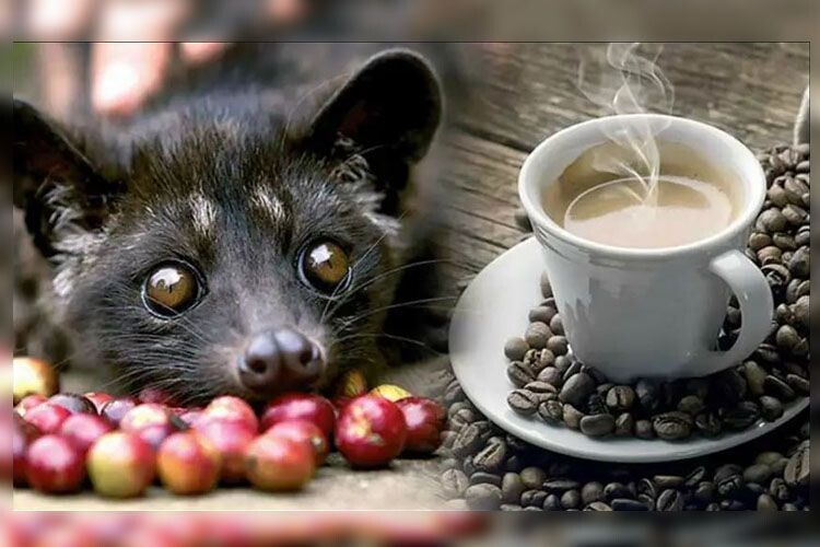 Найдорожчу каву  у світі вироблять із... котячого посліду