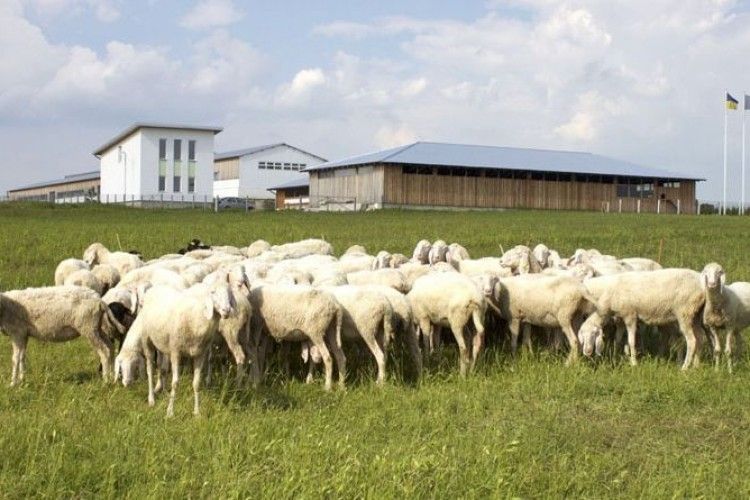 Турецький полковник створив успішну овечу ферму в Україні