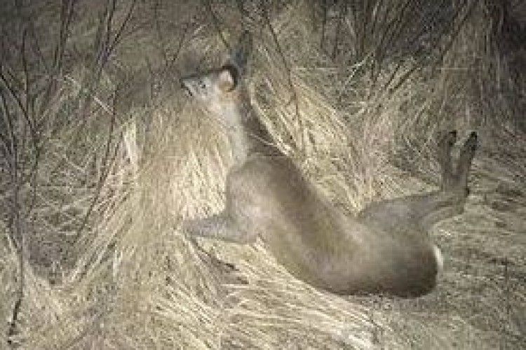 Патрульні не дали косулі померти при дорозі