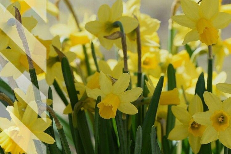 На Волинь завітала метеорологічна весна