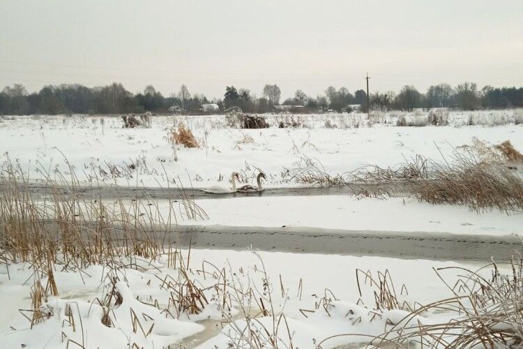 Серед криги на річці на Волині помітили лебедів (Фото)