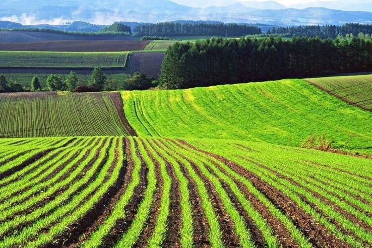 Заборгував понад 600 тисяч: у бізнесмена забрали 18 гектарів землі під Луцьком