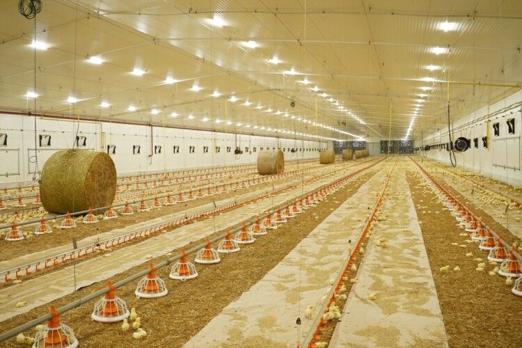 Брати Добкіни відкрили на Волині птахокомплекс за 15 млн євро