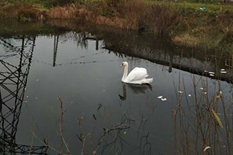 У Старовижівській філії енергетики прихистили покаліченого лебедя