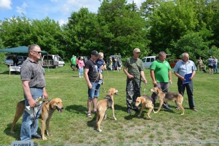 У Луцьку відбулася обласна виставка мисливських собак