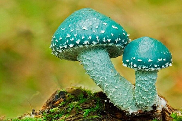 Рівнянка зустрілася у лісі з грибами-«прибульцями» (Фото)