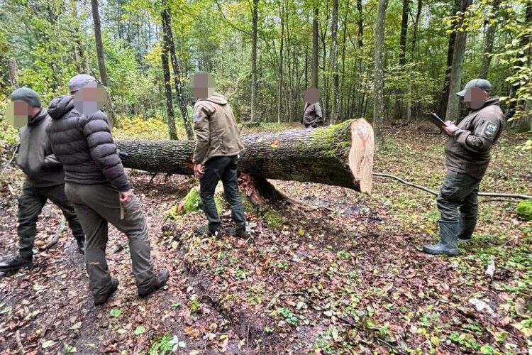 «Напиляв» на 1,9 мільйона: екслісничому з Волині оголосили підозру