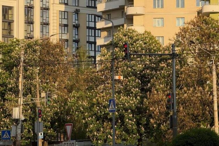 У Луцьку невідомі нищать каштани: у стовбурах дерев виявили отвори 