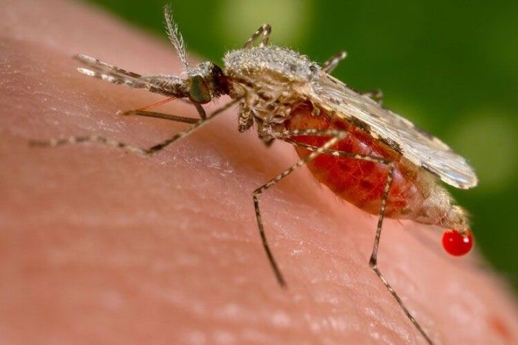 У рівненських сусідів зафіксували тропічну малярію