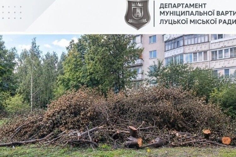 Пустили під сокиру без дозволу: у Луцьку викрили чергове порушення благоустрою
