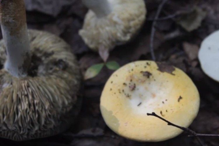 Скількох людей вже вбили... гриби?