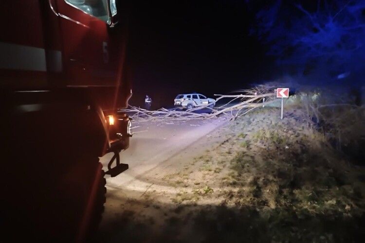 На Волині дерево впало на проїжджу частину дороги (Фото)