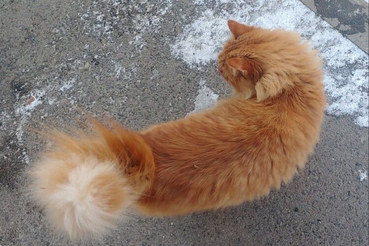 У Луцьку бачили рудого кота з «лисячим» хвостом (Фото)