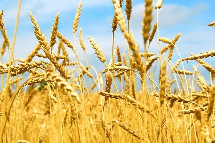 Волинь: продаж молока збільшили, м’яса - зменшили