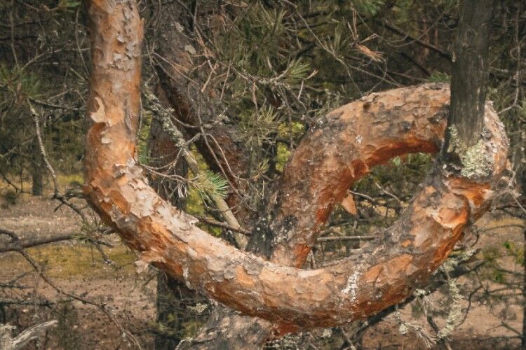Закручений ліс на Волині: чому в нацпарку сосни ростуть петлями та спіралями