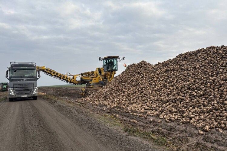 Солодка перемога Волині: на підприємствах вироблено близько 100 тисяч тонн цукру