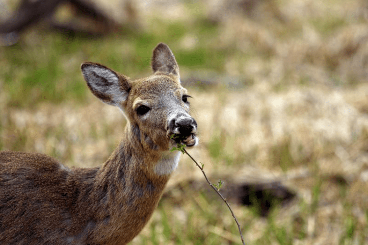 У лісах на Волині в браконьєрських пастках гинуть тварини