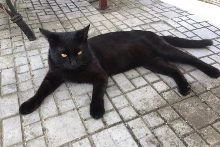 Лучанин обіцяє три тисячі гривень за повернення чорного кота