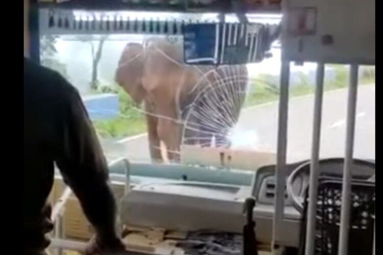Розбив бивнями скло перед водієм: розлючений слон атакував автобус із людьми (Відео моменту) 