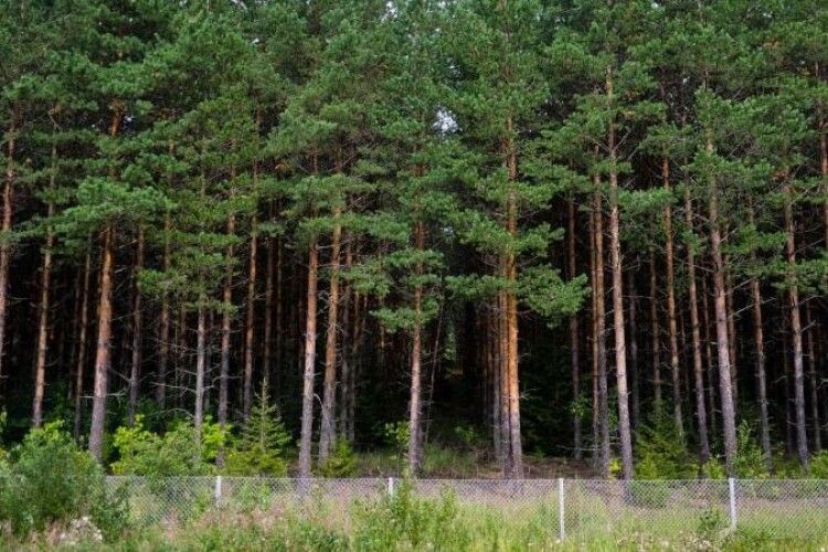 На Волині 74 гектари земель лісового фонду хочуть повернути державі
