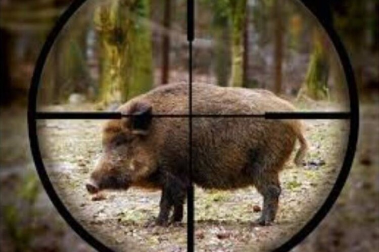 На Волині браконьєр застрелив самку дикого кабана