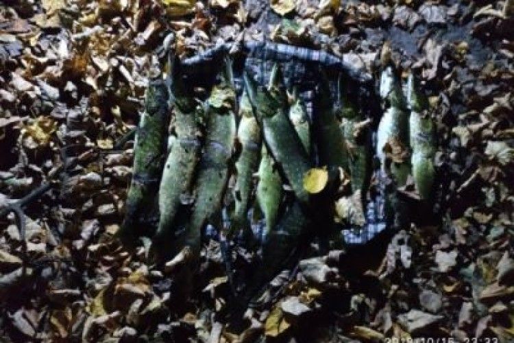 На Хрінницькому водосховищі злапали браконьєра, який острогою проштрикнув дюжину щупаків