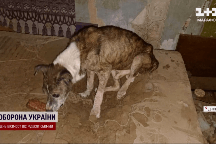 Собака два місяці чекав на своїх господарів у знищеному росіянами будинку