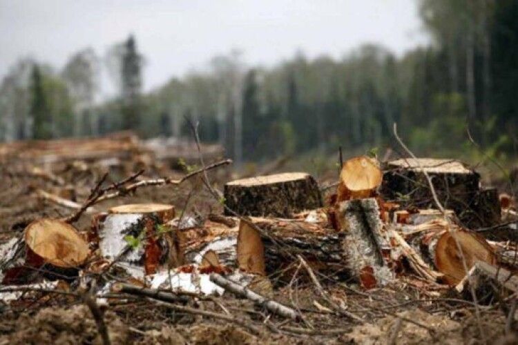 Волинян судитимуть за незаконні порубки дерев