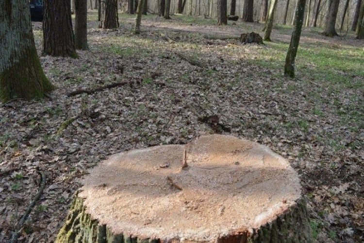 У Цуманському лісгоспі крадії зрізали 7 дубів