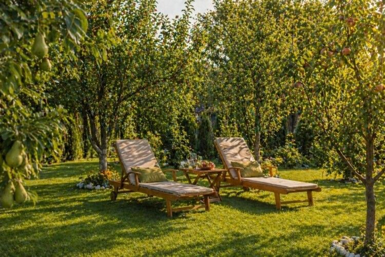 Створіть фруктовий сад із саджанцями Astelia