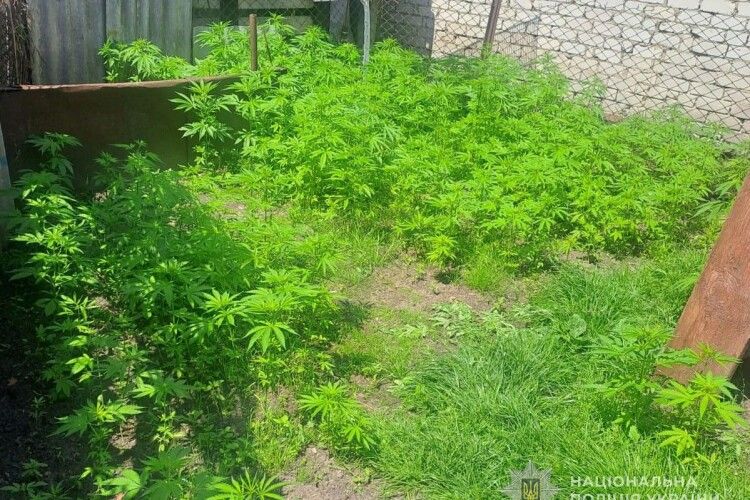 Мешканець волинського міста вирощував на присадибній ділянці наркотичну рослину