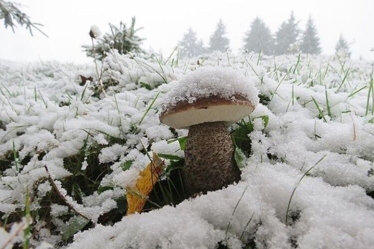 На Волині знайшли унікальні зимові білі гриби (Фото)