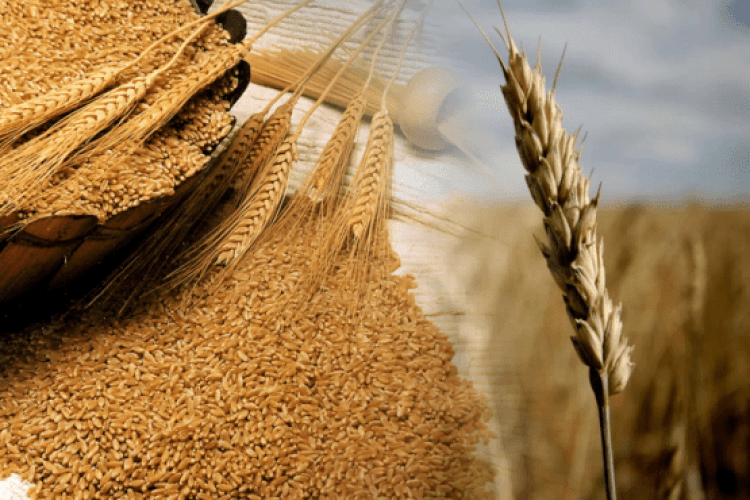 Зернотрейдери пропонують фермерам грабіжницькі ціни