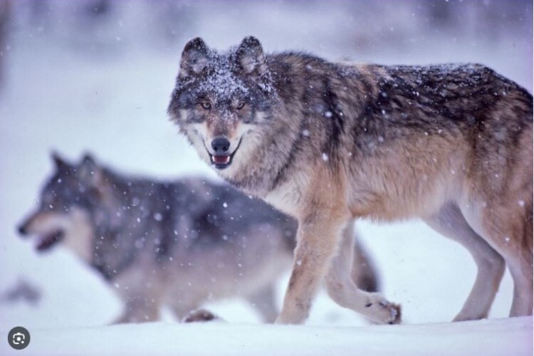 На Поліссі з'явились вовки: люди переймаються за худобу й бояться за власні життя