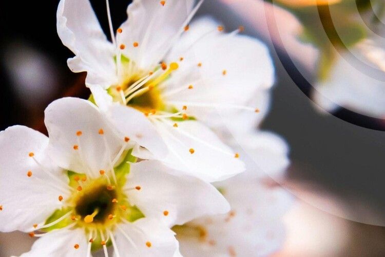 Вітер, дощ та заморозки: якою буде завтра погода на Волині