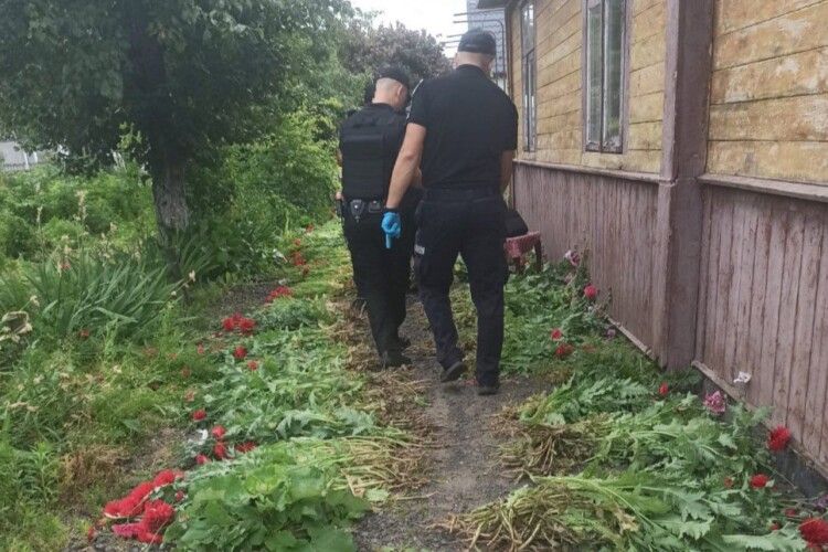 Волинянин на городі облаштував плантацію снотворного маку