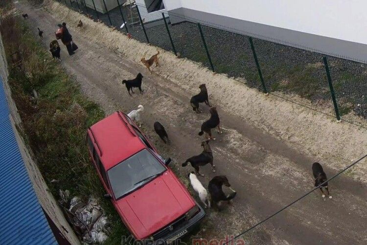 У місті на Волині агресивний власник зграї собак тримає в страху цілий район