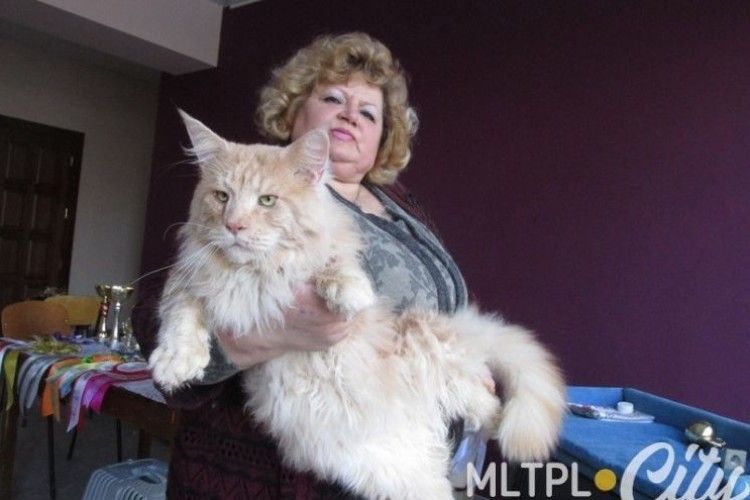 Кіт із України може потрапити до Книги рекордів Гіннесса