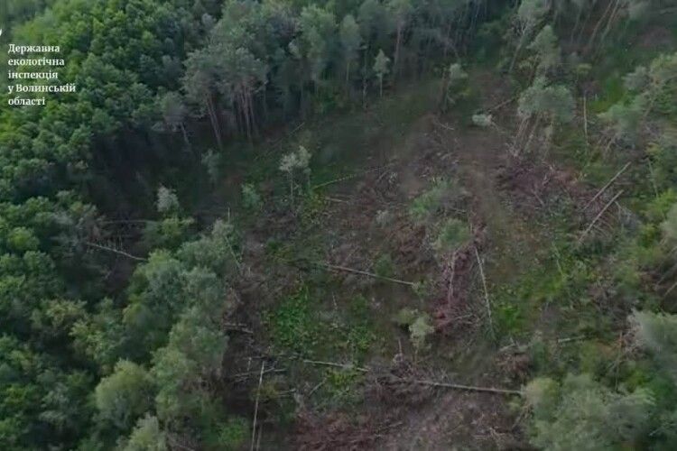 У лісництві на Волині «чорні лісоруби» знищили майже 200 дерев: збитки сягають мільйони
