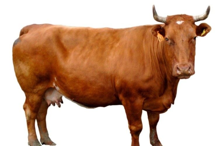 Як пізнати літність корови по рогах