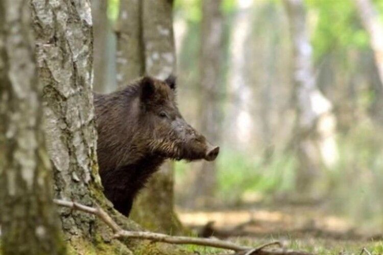 На Рівненщині дика свиня потрапила в петлю браконьєрів (Відео)