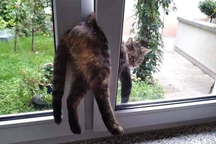 На Волині з віконної пастки врятували кота