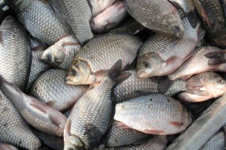 На Горохівщині з браконьєрських сіток випустили риби на майже 100 тисяч гривень