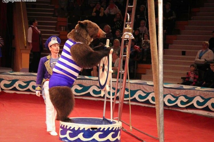 Міністри Семерак та Нищук хочуть заборонити циркових ведмедів