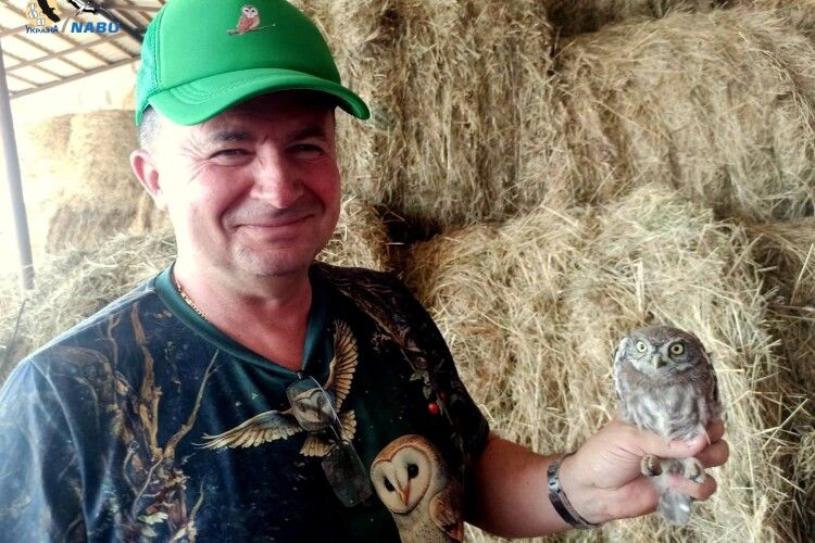 Повернення сипухи: на Волині вперше за століття оселилися рідкісні сови (Фото)