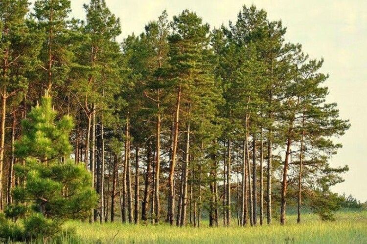 На Волині державі повернуть землі лісового фонду вартістю понад 17 мільйонів гривень