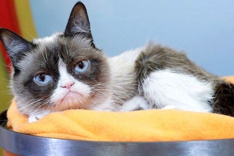 Померла «найсердитіша» кішка на планеті