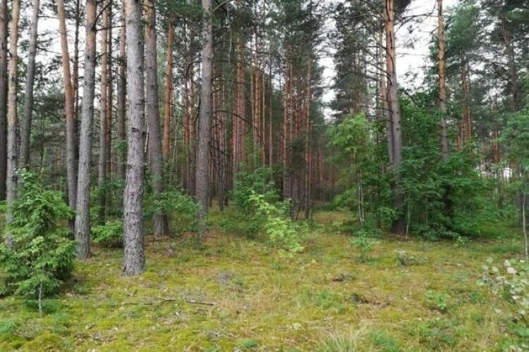 На Волині знайшли мертвою зниклу пенсіонерку