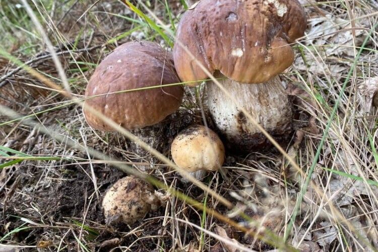 Батька-гриба, маму-грибиху і двох грибенят злапала рівнянка у Решуцькому лісництві (Фото)
